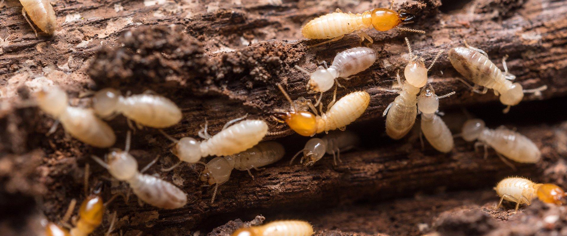 a group of many termites