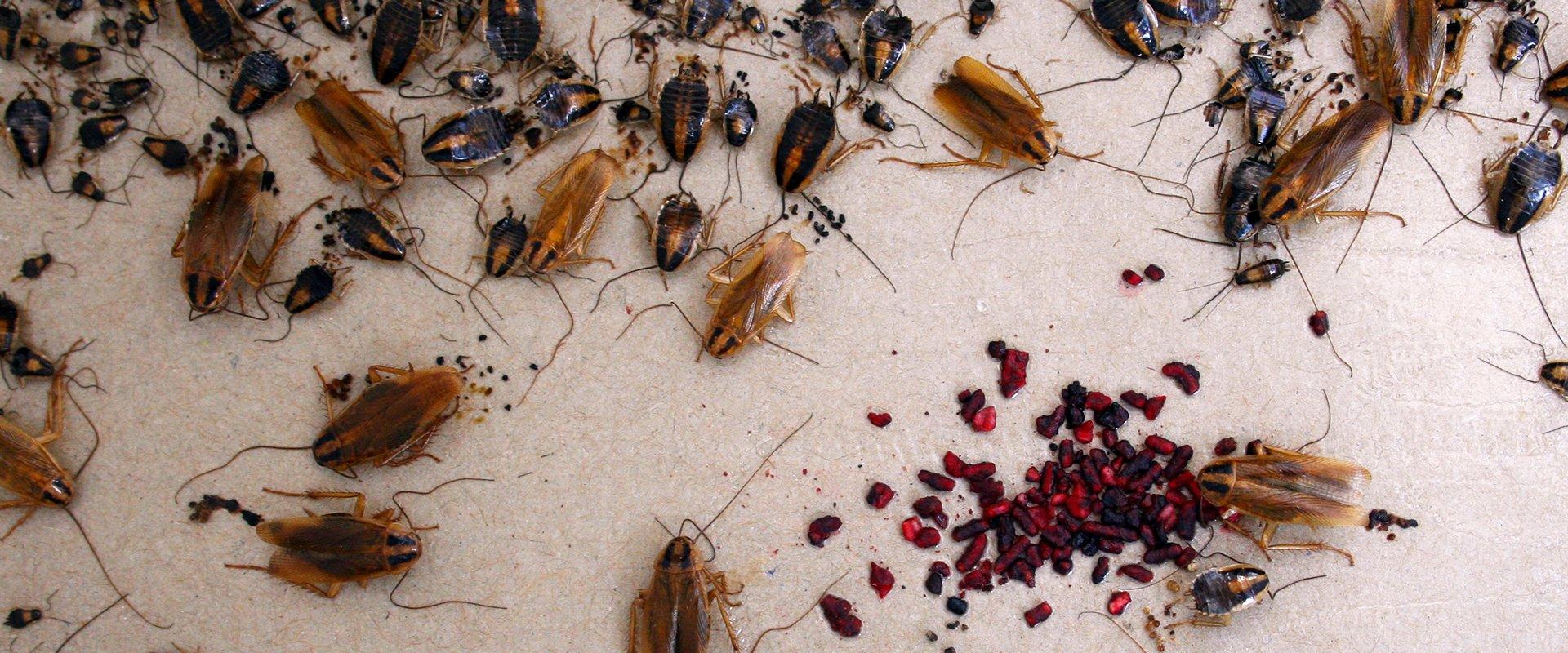 german cockroaches stuck on a glue board