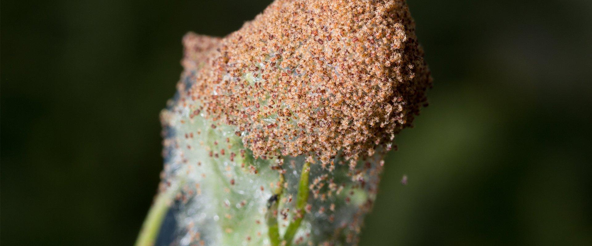 many mites all over a plant