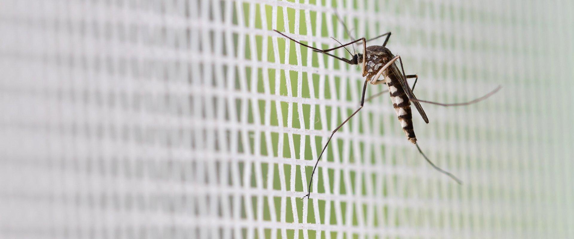 mosquito on a window screen