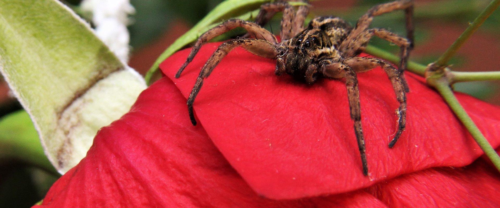a wolf spider on a bright red rose