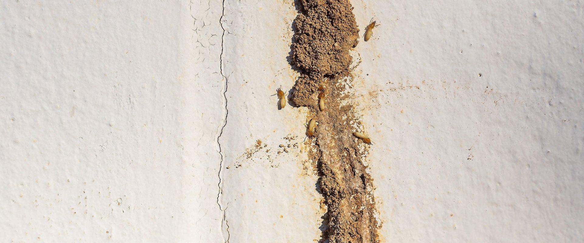termites coming out of a mud tube