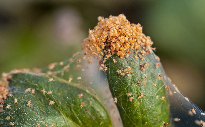 mites all over a plant