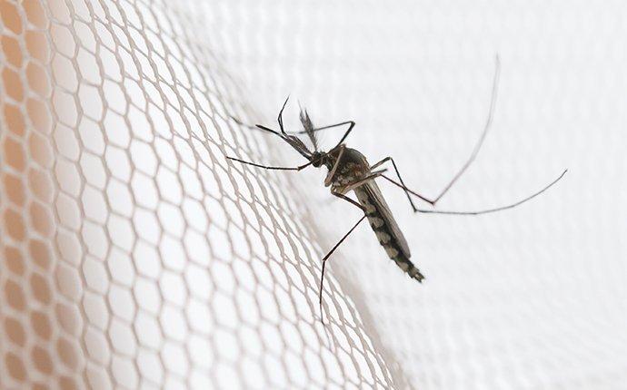 a mosquito on a screen