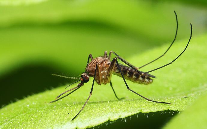 a mosquito on a green leaf outside