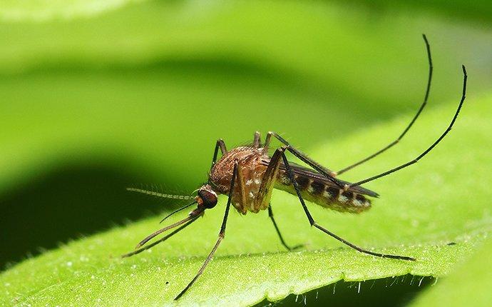 close up of a mosquito
