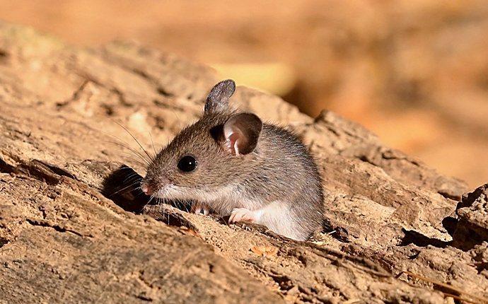 How to Get Rid of Mice In Your Home - Step by Step