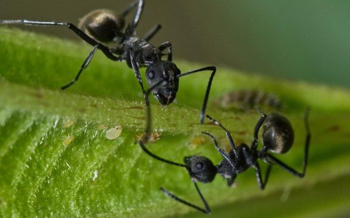 ants eating plants