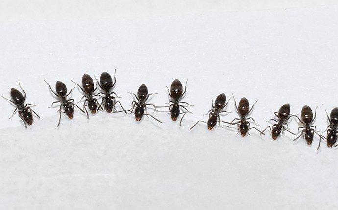 many odorous house ants on a kitchen floor