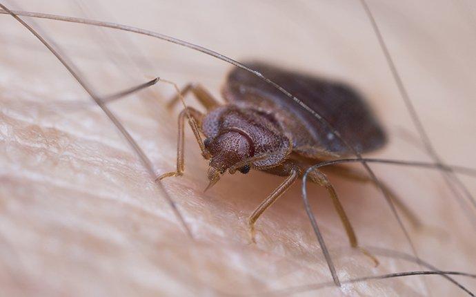 a bed bug on a persons skin