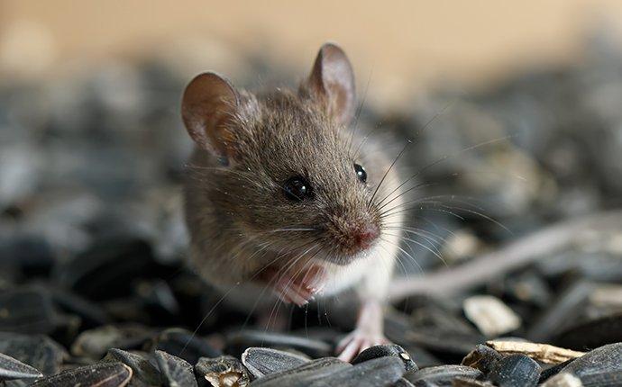 a tiny house mouse on bird seed