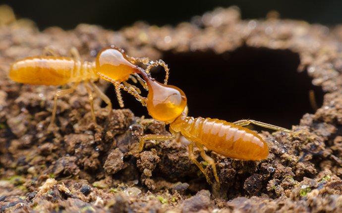 two termites near a hole