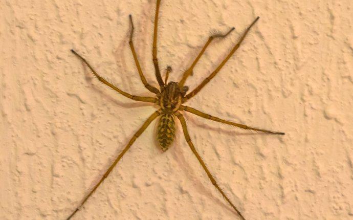 spider crawling on the wall