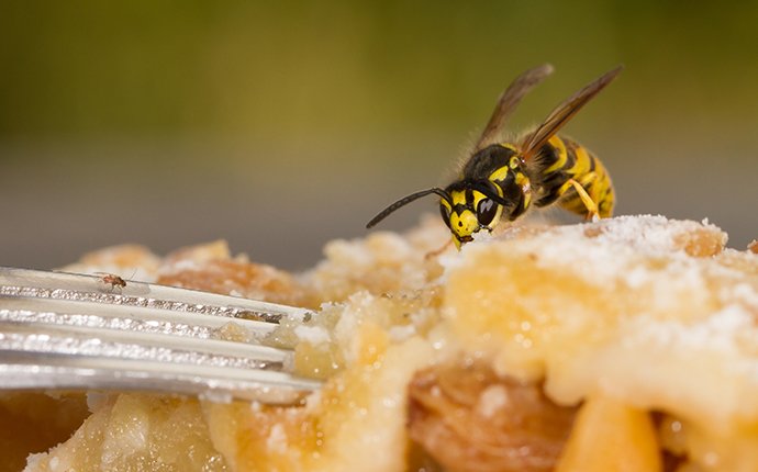 a wasp eating apple crisp at a picnic  