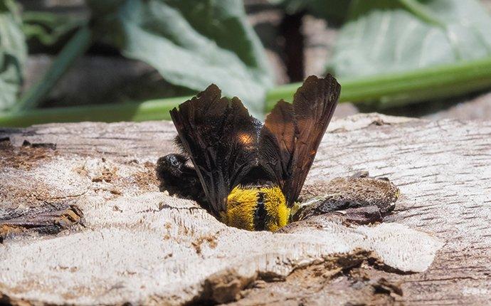 a carpenter bee burrowing into wood