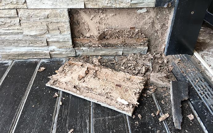 termite damage on a wall inside a house