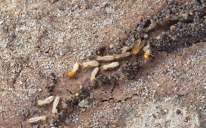 many termites in a mud tube