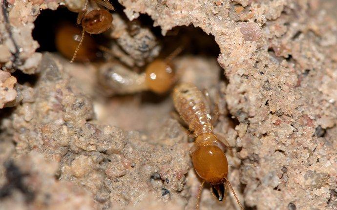many termites tunneling through wood