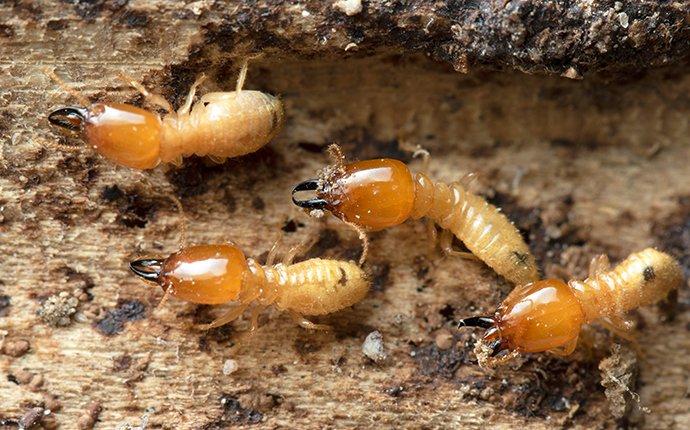 black widow termite and pest control nick scida