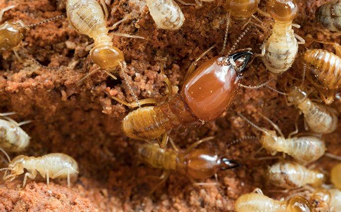 termites on nest