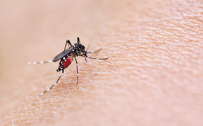 a mosquito biting skin in sunnyvale