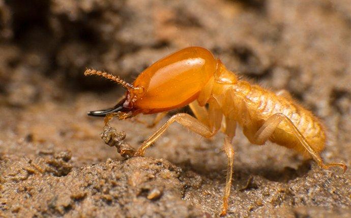 a large termite up close