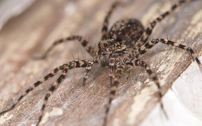 Spiders  A Guide To Spider Identification & Prevention