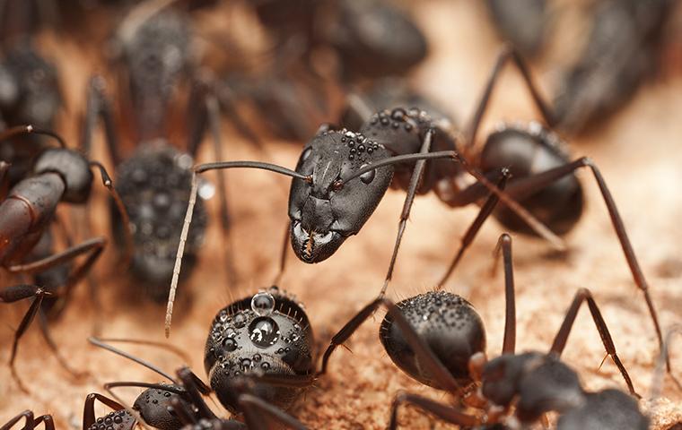 carpenter ants with water droplets on them