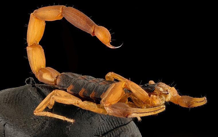 a scorpion crawling in the dark