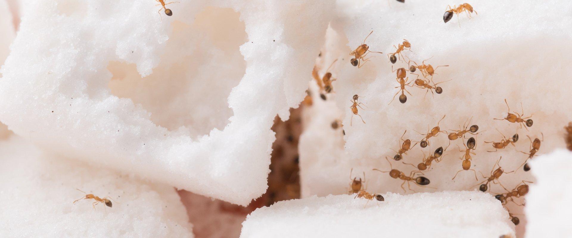 many ants eating sugar