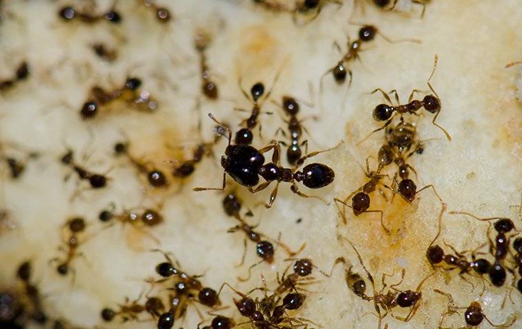 big-headed ants close up