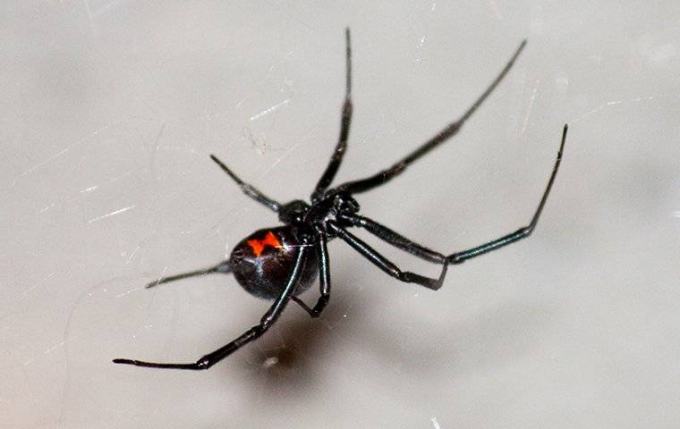 a black widow spider hanging in its web in a window