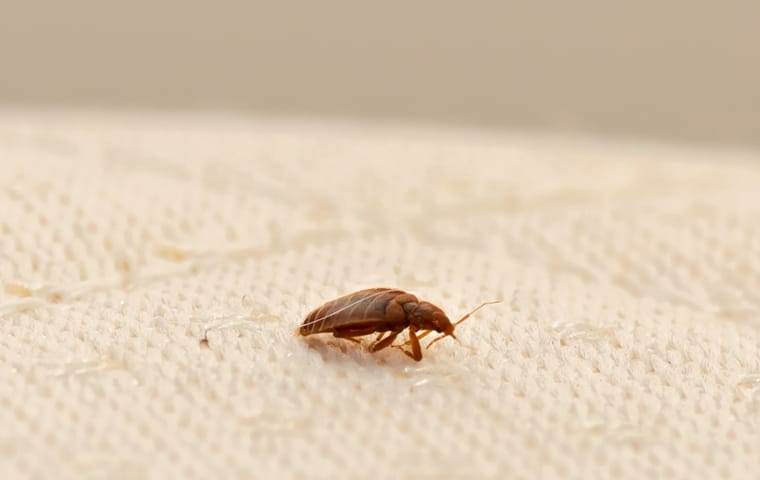 bed bug on mattress