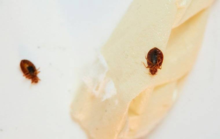 bed bug in san diego county