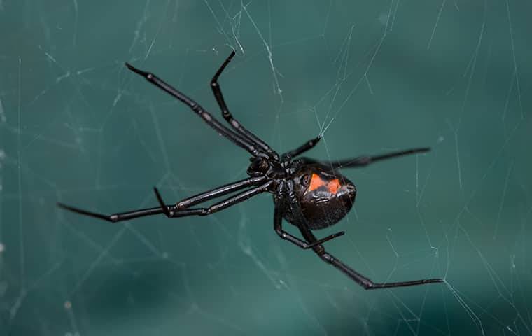 a black widow spider in its web