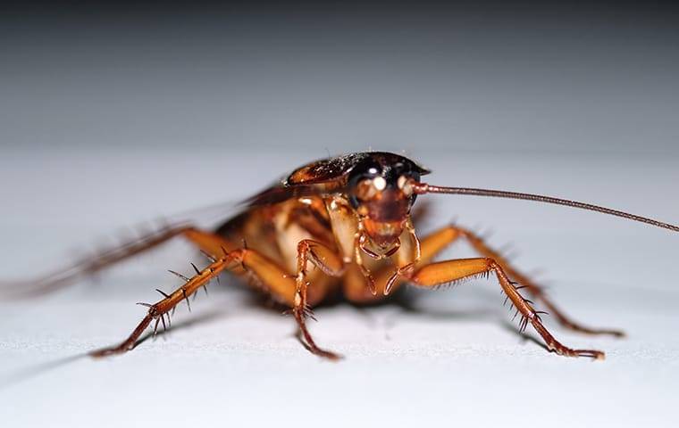 a cockroach crawling inside a home