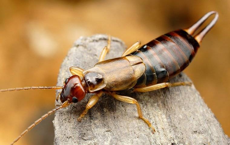 earwig crawling on a tree limb