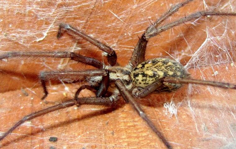 a hobo spider in its web
