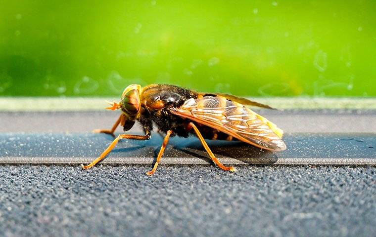 hornet on window