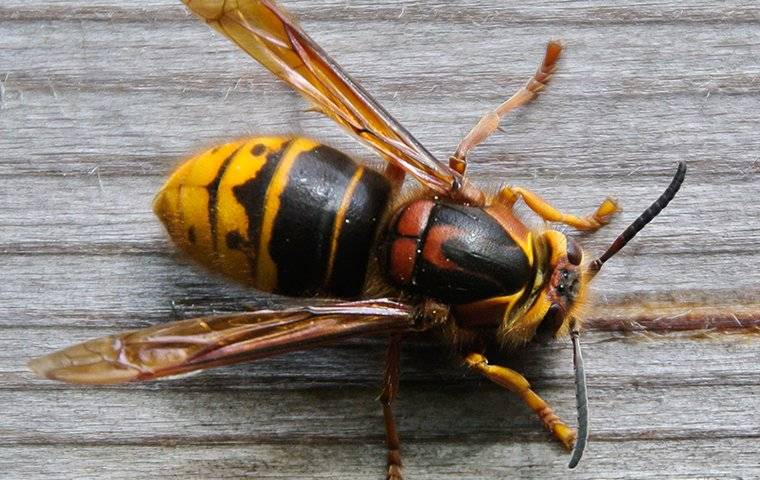 hornet on a wall