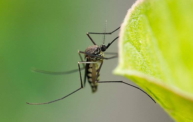 an up close image of a mosquito resting on a green leaf
