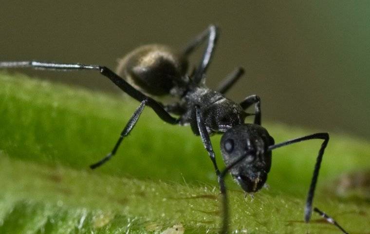 odorous house ant on a leaf