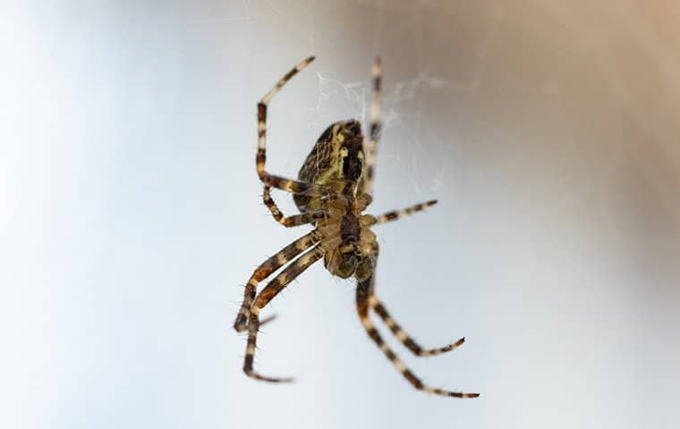 spider hanging in home