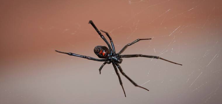 black widow in a web