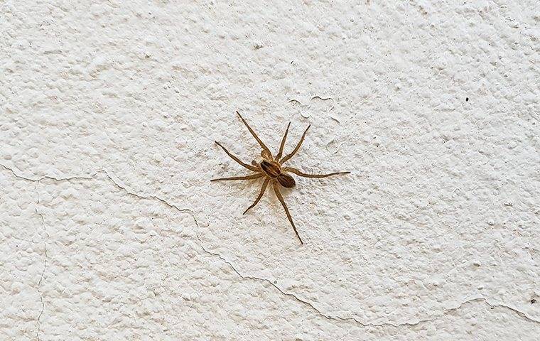 spider crawling on wall