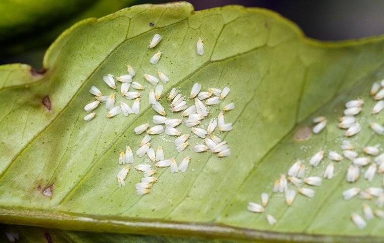 white flies perched on a leaf