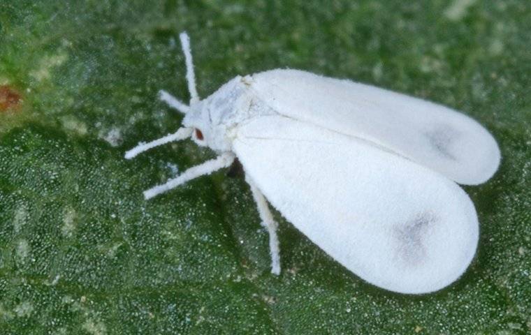 whitefly on leaf