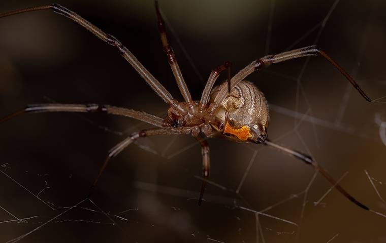 brown widow spider in a basement