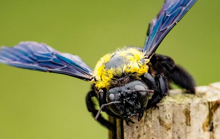 a carpenter bee on a tree stump