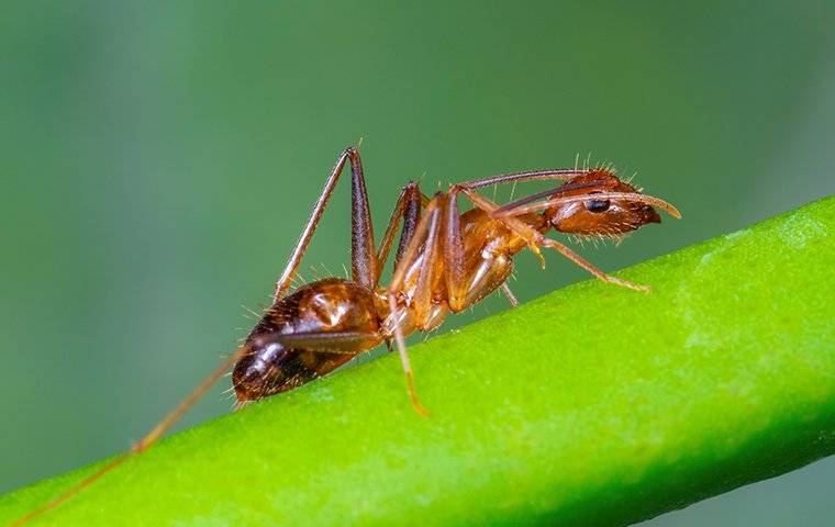 a crazy ant on a plant leaf